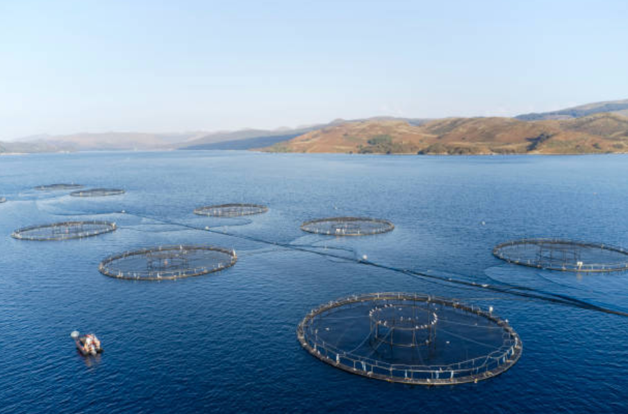 Open-net salmon farm pens near a coastline, aerial view
